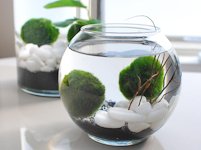 OhMeOhMy Marimo Moss Ball Aquarium